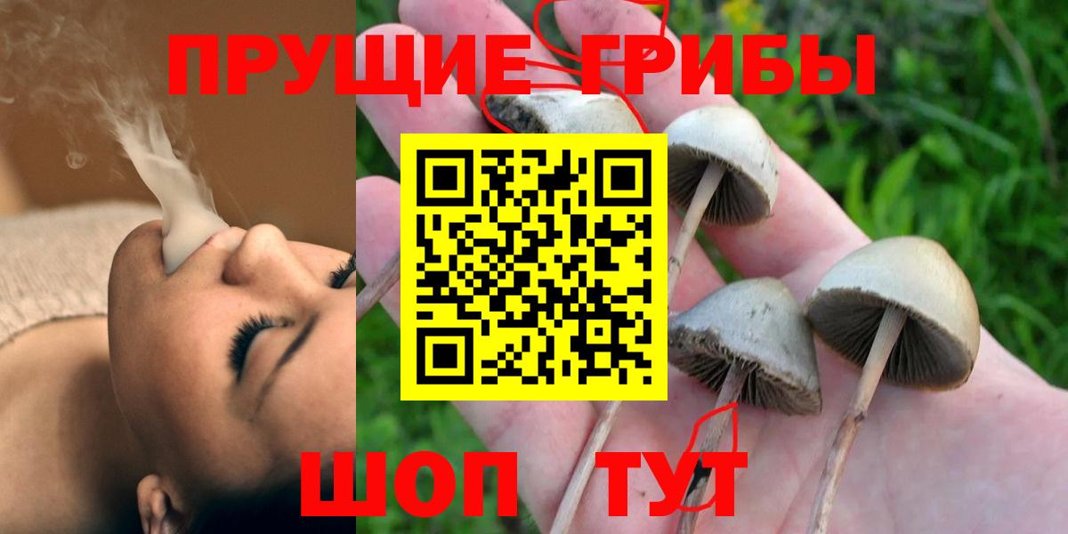 Псилоцибиновые грибы Cubensis Гуково